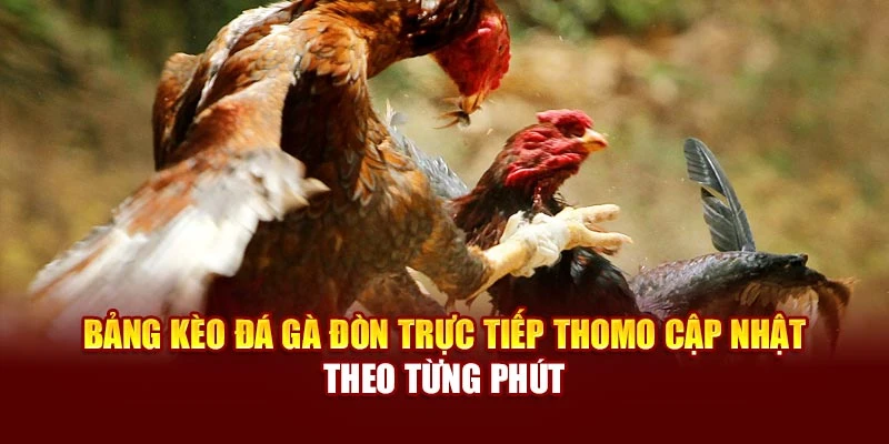 Bảng kèo đá gà đòn trực tiếp Thomo cập nhật theo từng phút