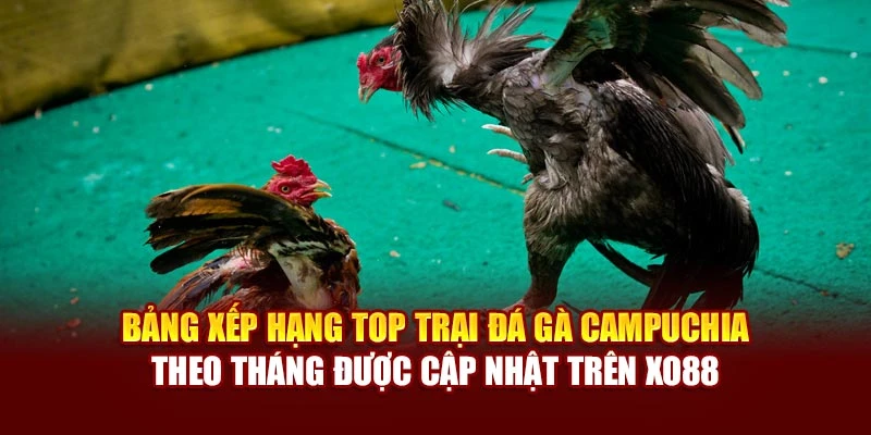 Bảng xếp hạng top trại đá gà Campuchia theo tháng được cập nhật trên Xo88