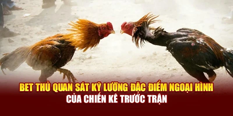 Bet thủ quan sát kỹ lưỡng đặc điểm ngoại hình của chiến kê trước trận