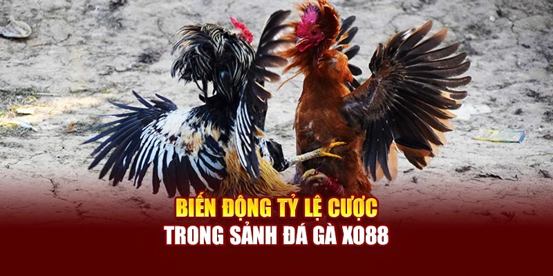 Biến động tỷ lệ cược trong sảnh đá gà Xo88