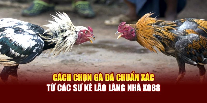 Cách Chọn Gà Đá Chuẩn Xác Từ Các Sư Kê Lão Làng Nhà Xo88
