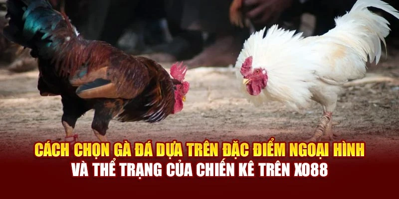 Cách chọn gà đá dựa trên đặc điểm ngoại hình và thể trạng của chiến kê trên Xo88