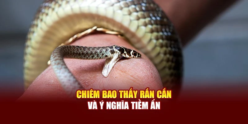 Chiêm bao thấy rắn cắn và ý nghĩa tiềm ẩn