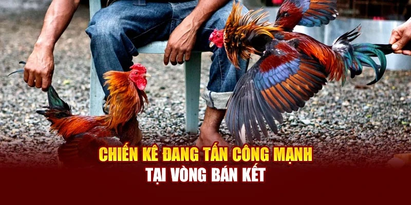 Chiến kê đang tấn công mạnh tại vòng bán kết
