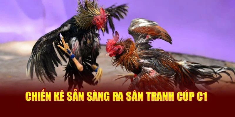 Chiến kê sẵn sàng ra sân tranh cúp C1