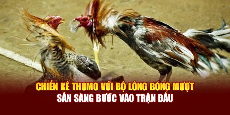 Chiến kê Thomo với bộ lông bóng mượt sẵn sàng bước vào trận đấu