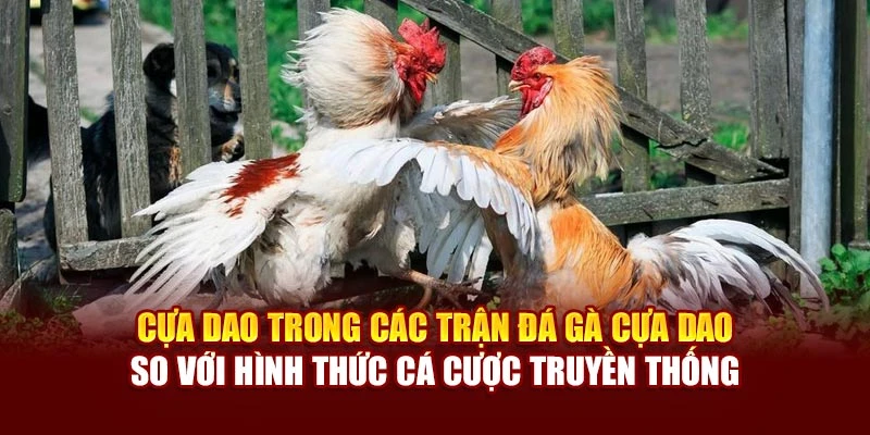 Cựa dao trong các trận đá gà cựa dao so với hình thức cá cược truyền thống