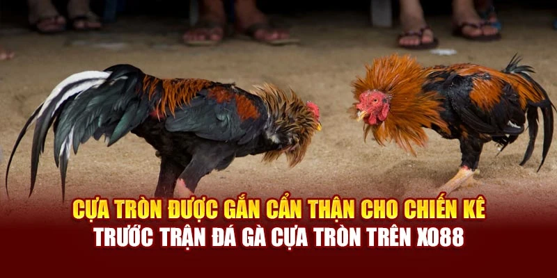 Cựa tròn được gắn cẩn thận cho chiến kê trước trận đá gà cựa tròn trên Xo88
