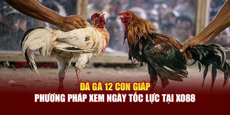 Đá Gà 12 Con Giáp - Phương Pháp Xem Ngày Tốc Lực Tại Xo88