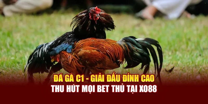 Đá Gà C1 - Giải Đấu Đỉnh Cao Thu Hút Mọi Bet Thủ Tại Xo88