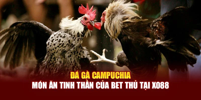 Đá Gà Campuchia - Món Ăn Tinh Thần Của Bet Thủ Tại Xo88