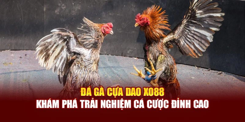 Đá Gà Cựa Dao Xo88 - Khám Phá Trải Nghiệm Cá Cược Đỉnh Cao