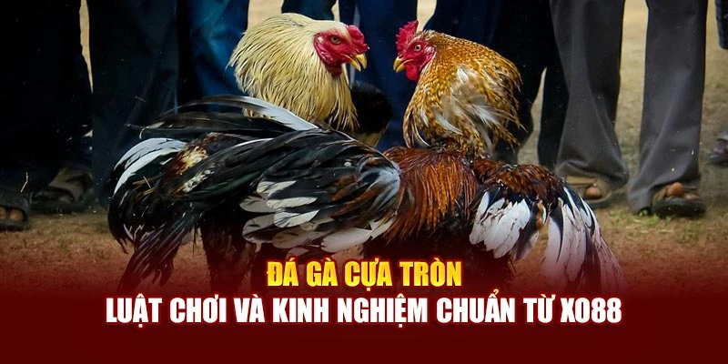 Đá Gà Cựa Tròn - Luật Chơi Và Kinh Nghiệm Chuẩn Từ Xo88