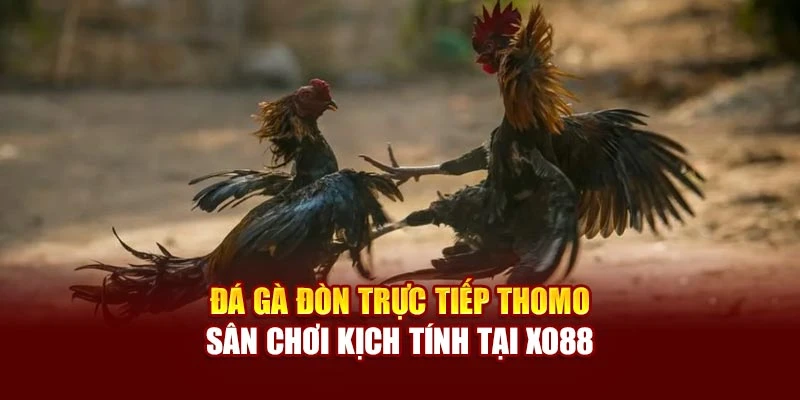 Đá Gà Đòn Trực Tiếp Thomo - Sân Chơi Kịch Tính Tại Xo88