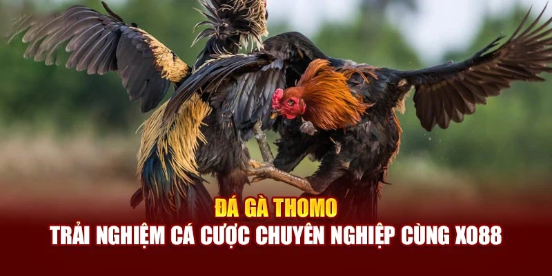 Đá Gà Thomo - Trải Nghiệm Cá Cược Chuyên Nghiệp Cùng Xo88