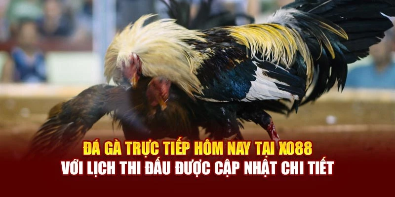 Đá gà trực tiếp hôm nay tại Xo88 với lịch thi đấu được cập nhật chi tiết