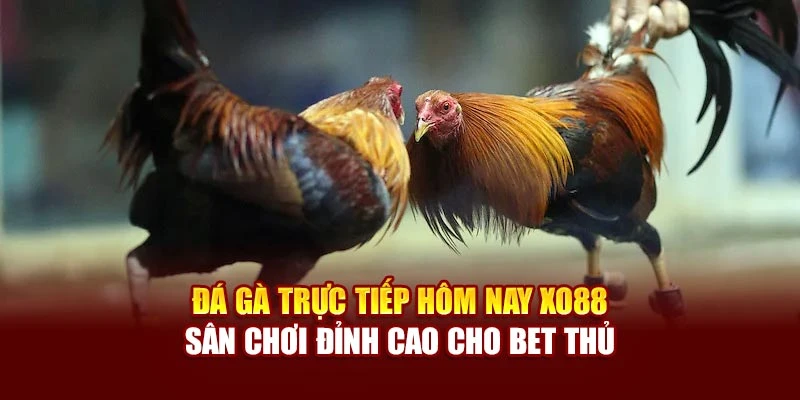 Đá Gà Trực Tiếp Hôm Nay Xo88 - Sân Chơi Đỉnh Cao Cho Bet Thủ