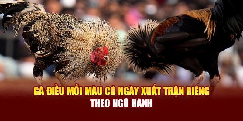 Gà điều mỗi màu có ngày xuất trận riêng theo ngũ hành