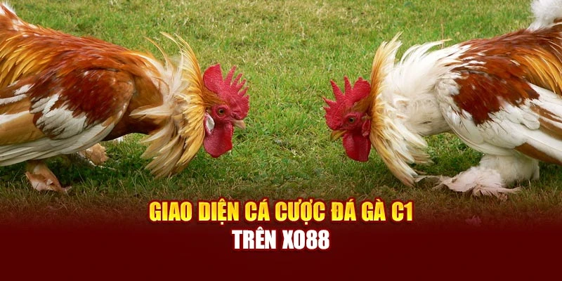 Giao diện cá cược đá gà C1 trên Xo88