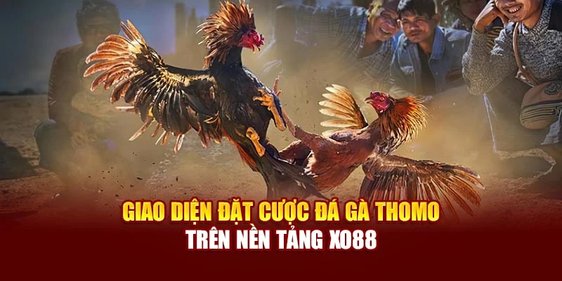 Giao diện đặt cược đá gà Thomo trên nền tảng Xo88