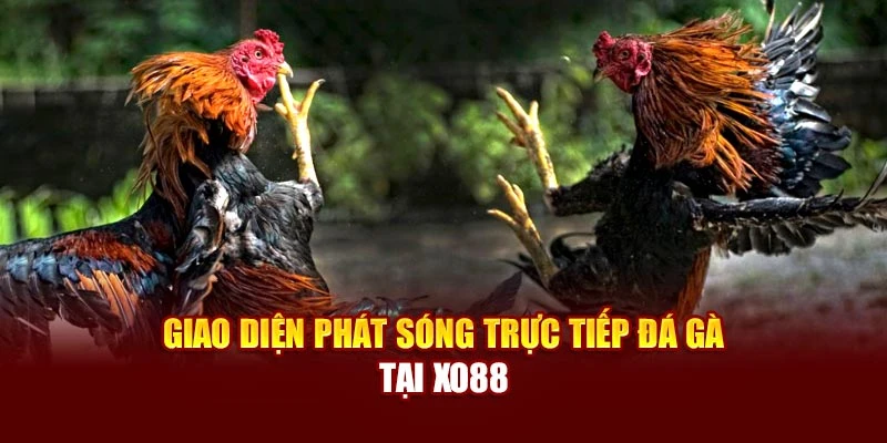 Giao diện phát sóng trực tiếp đá gà tại Xo88