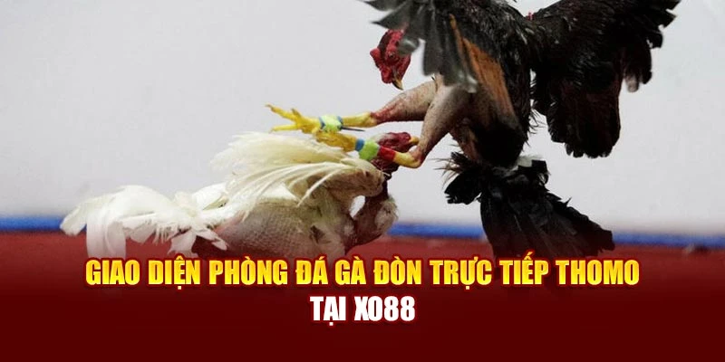 Giao diện phòng đá gà đòn trực tiếp Thomo tại Xo88