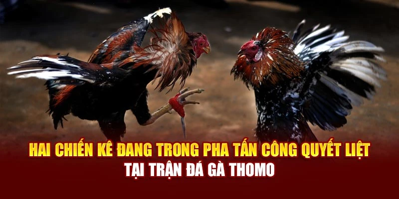 Hai chiến kê đang trong pha tấn công quyết liệt tại trận đá gà Thomo