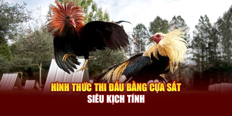 Hình thức thi đấu bằng cựa sắt siêu kịch tính