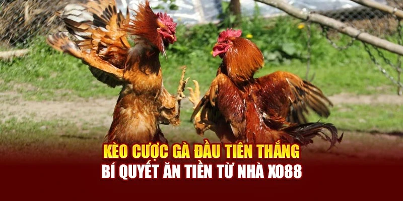 Kèo Cược Gà Đầu Tiên Thắng - Bí Quyết Ăn Tiền Từ Nhà Xo88