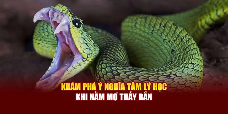 Khám phá ý nghĩa tâm lý học khi nằm mơ thấy rắn
