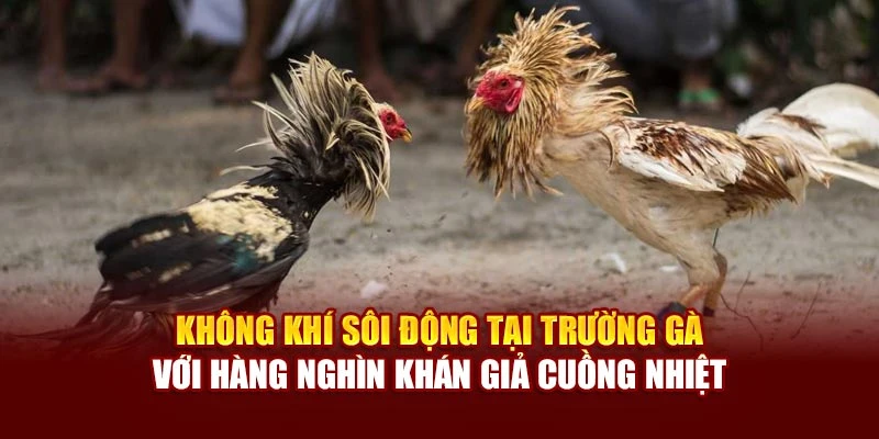 Không khí sôi động tại trường gà với hàng nghìn khán giả cuồng nhiệt