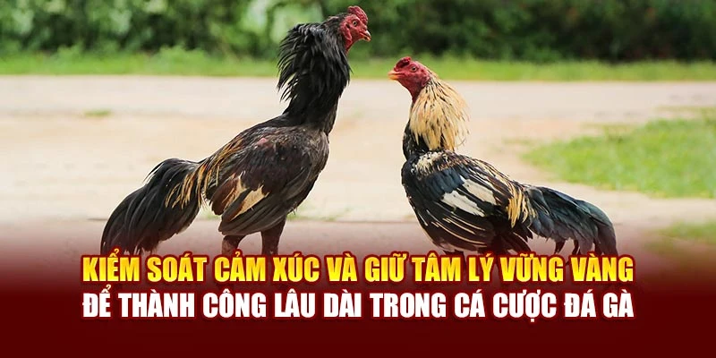 Kiểm soát cảm xúc và giữ tâm lý vững vàng để thành công lâu dài trong cá cược đá gà