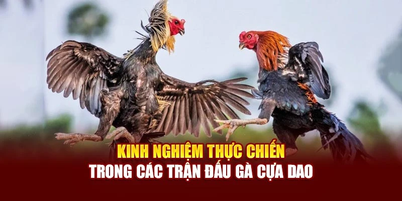 Kinh nghiệm thực chiến trong các trận đấu gà cựa dao