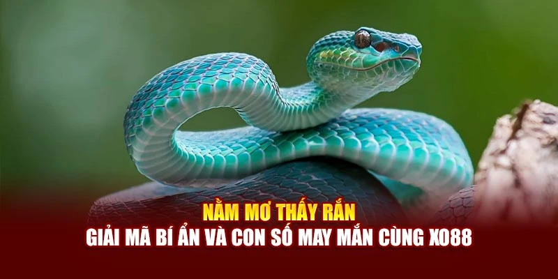 Nằm Mơ Thấy Rắn – Giải Mã Bí Ẩn Và Con Số May Mắn Cùng Xo88