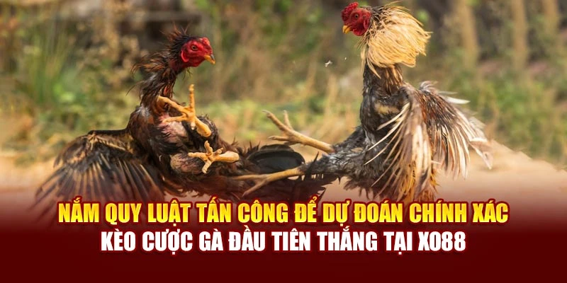 Nắm quy luật tấn công để dự đoán chính xác kèo cược gà đầu tiên thắng tại Xo88