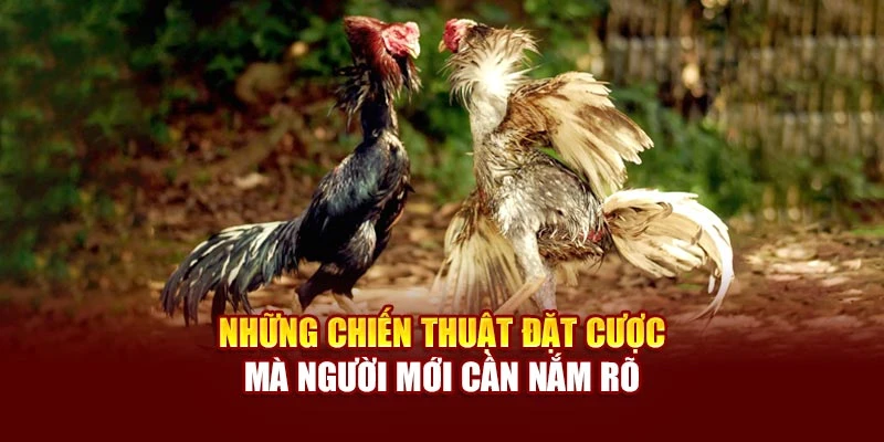 Những chiến thuật đặt cược mà người mới cần nắm rõ