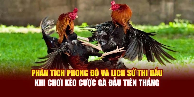 Phân tích phong độ và lịch sử thi đấu khi chơi kèo cược gà đầu tiên thắng