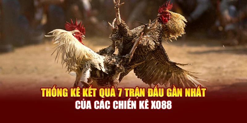 Thống kê kết quả 7 trận đấu gần nhất của các chiến kê Xo88