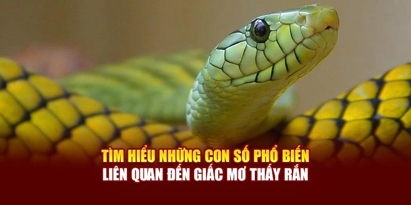 Tìm hiểu những con số phổ biến liên quan đến giấc mơ thấy rắn
