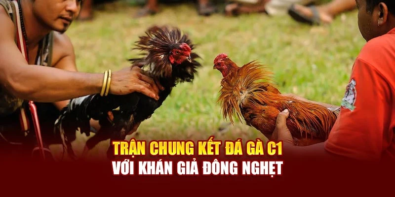 Trận chung kết đá gà C1 với khán giả đông nghẹt