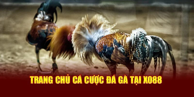 Trang chủ cá cược đá gà tại Xo88