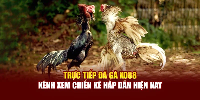 Trực Tiếp Đá Gà Xo88 - Kênh Xem Chiến Kê Hấp Dẫn Hiện Nay